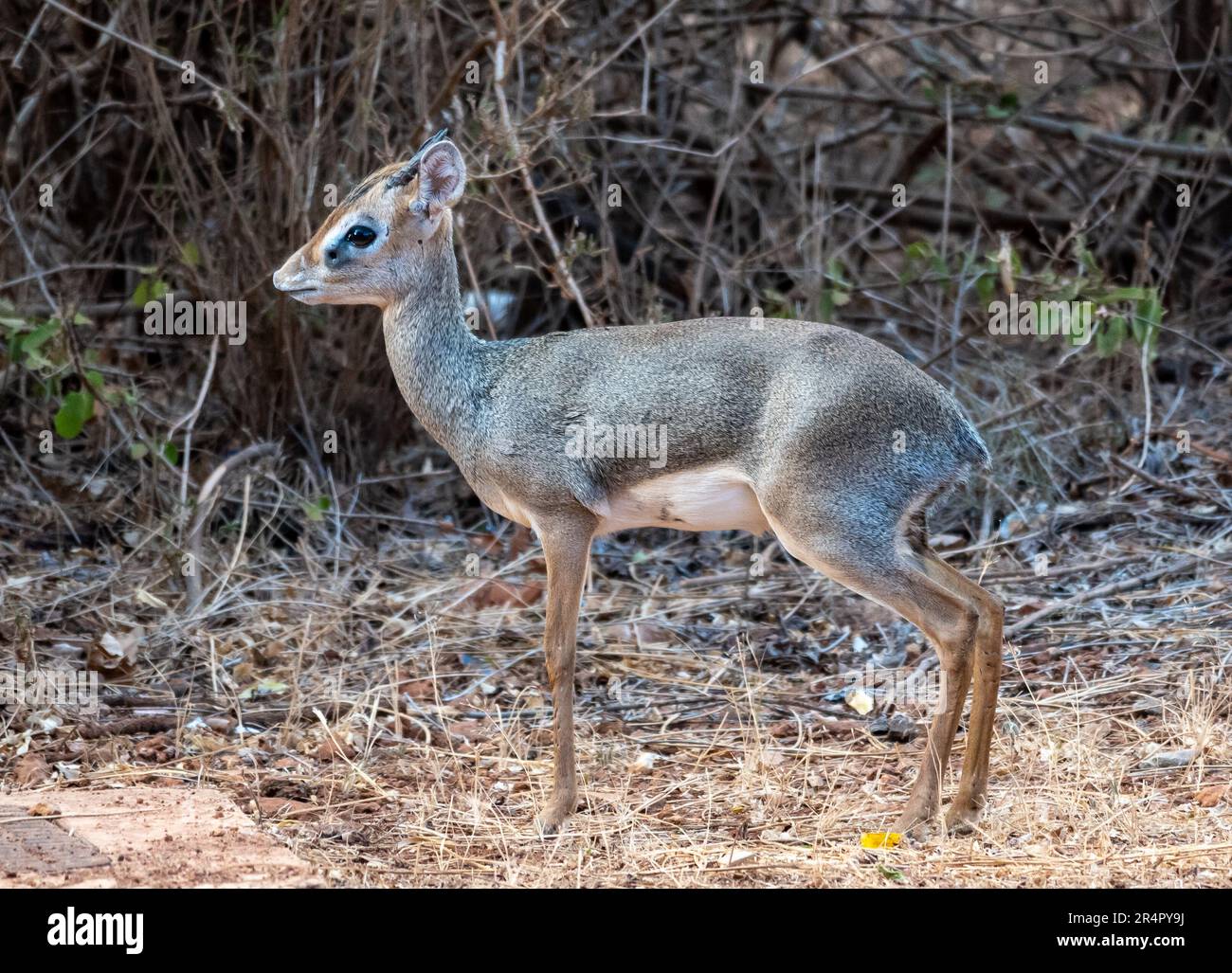 Un Dik-dik (Madoqua sp.), la più piccola antilope, in natura. Kenya, Africa. Foto Stock