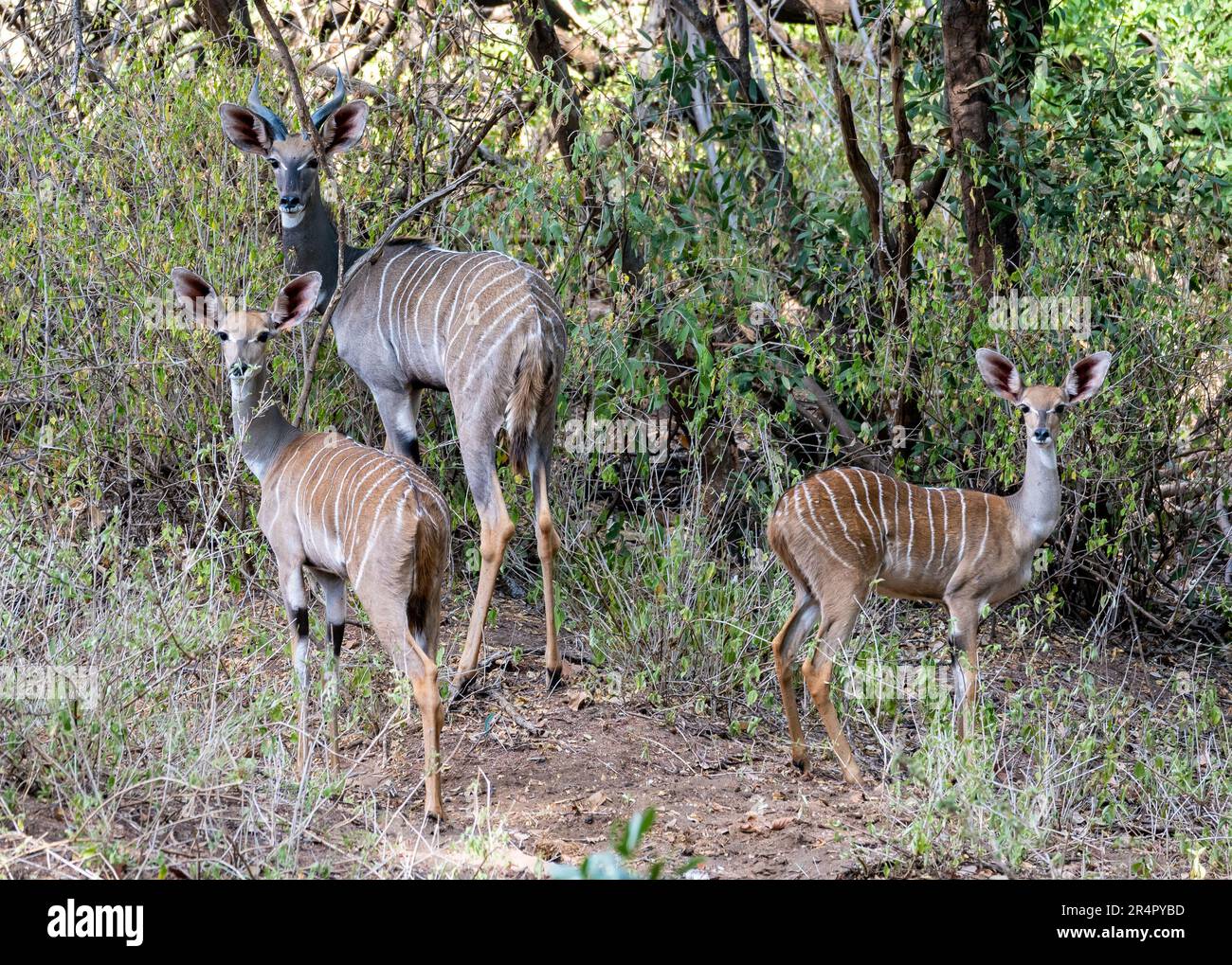 Un gruppo familiare di piccolo Kudus (Tragelaphus imberbis) nei cespugli. Kenya, Africa. Foto Stock