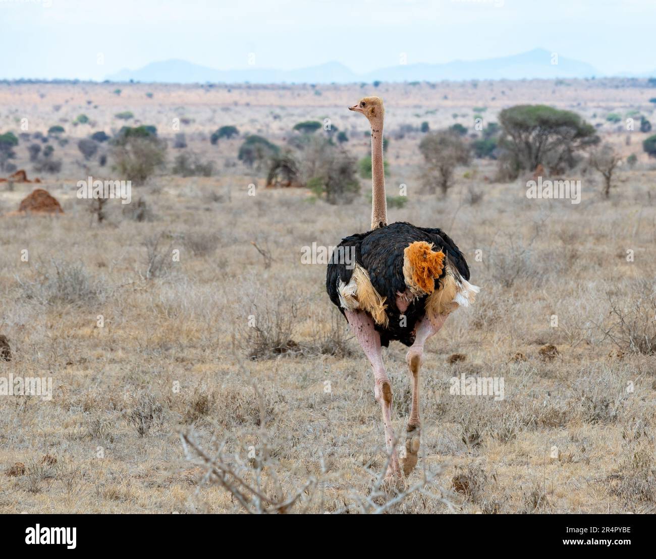 Uno struzzo somalo maschio (Struthio molibdofanes) che si aggira sulle pianure. Kenya, Africa. Foto Stock Uno struzzo somalo maschio (Struthio molibdofanes) che si aggira sulle pianure. Kenya, Africa. Foto Stock