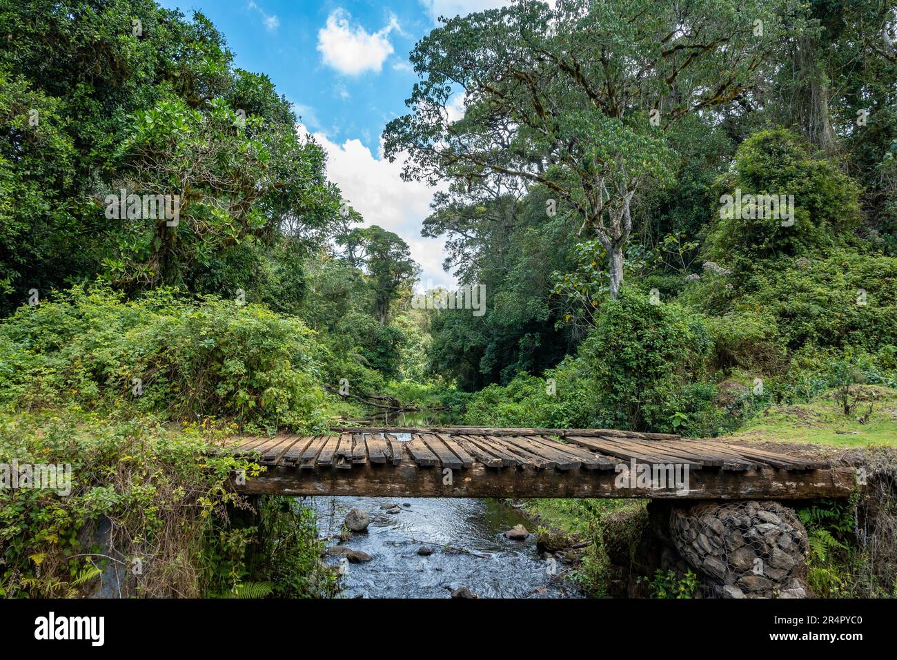 Un ponte di legno che attraversa un torrente nella lussureggiante foresta del Monte Kenya. Kenya, Africa. Foto Stock