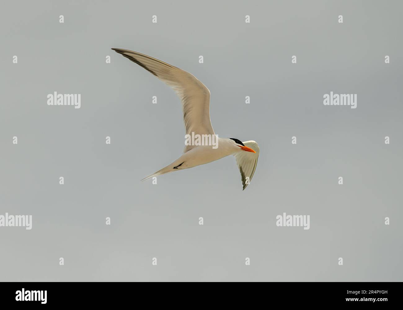 Un Seabird di Tern sta volando contro il cielo blu chiaro Foto Stock
