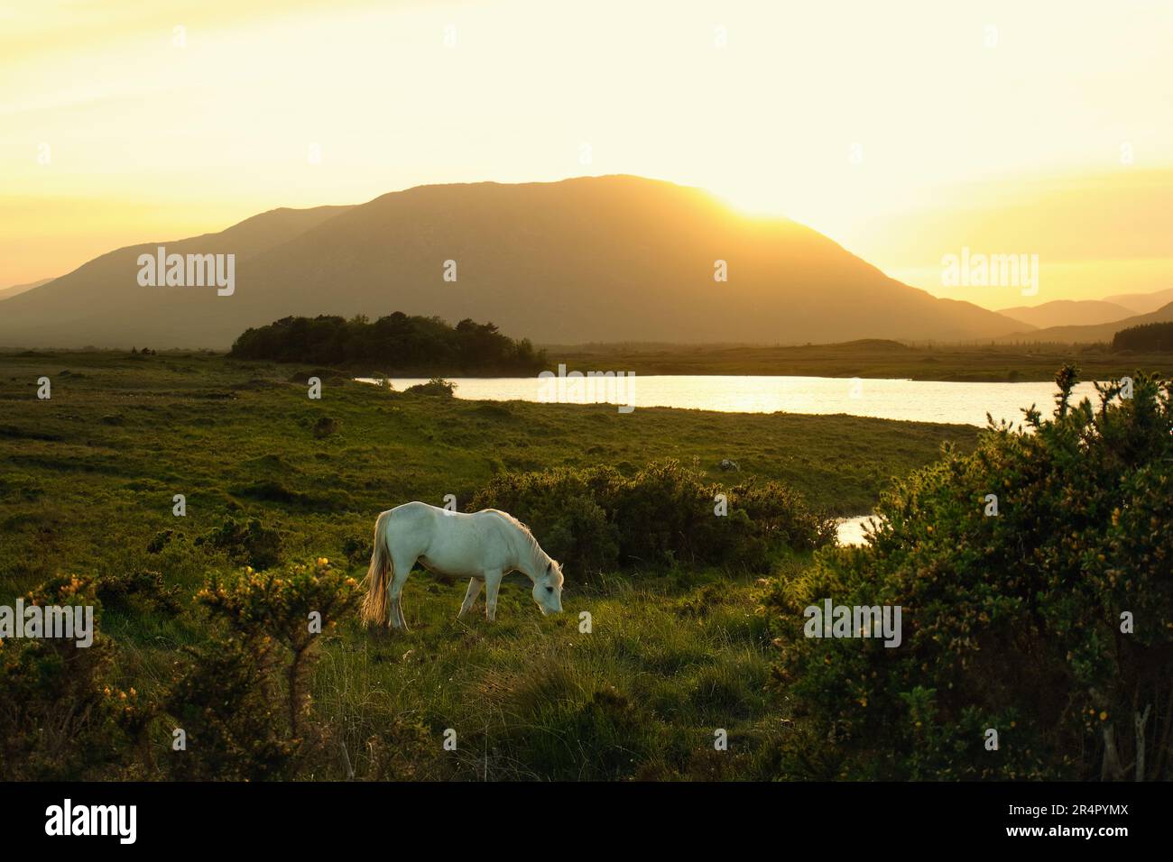 Splendido paesaggio al tramonto con cavalli bianchi sul pascolo vicino al lago con montagne sullo sfondo del Connemara National Park nella contea di Galway, Irlanda Foto Stock