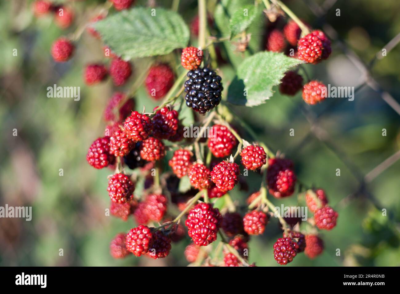 Un nero e un rosso molto BlackBerry sul gambo. Foto Stock