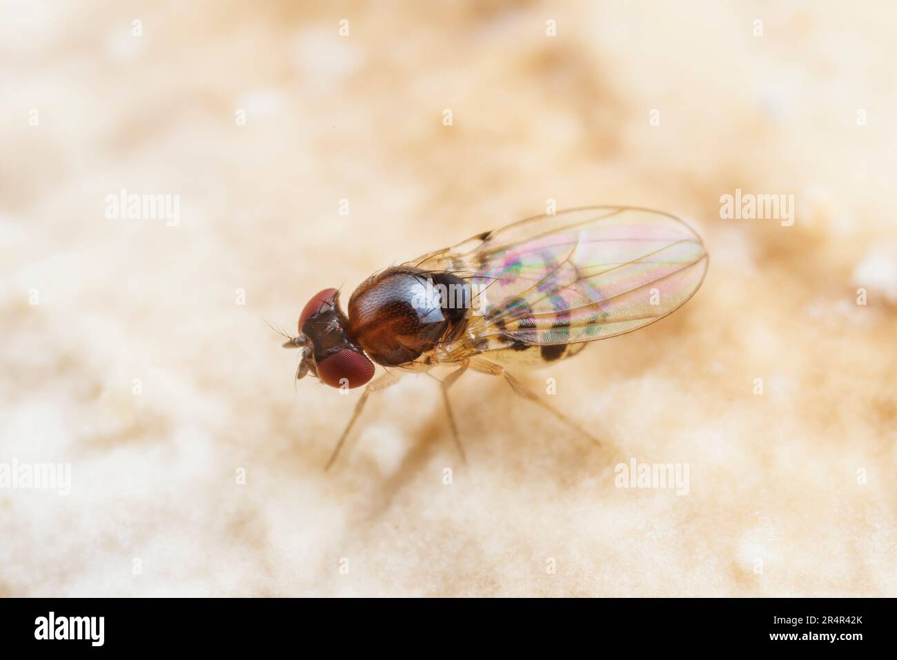 Aceto Fly (Mycodrosophila claytonae) Foto Stock
