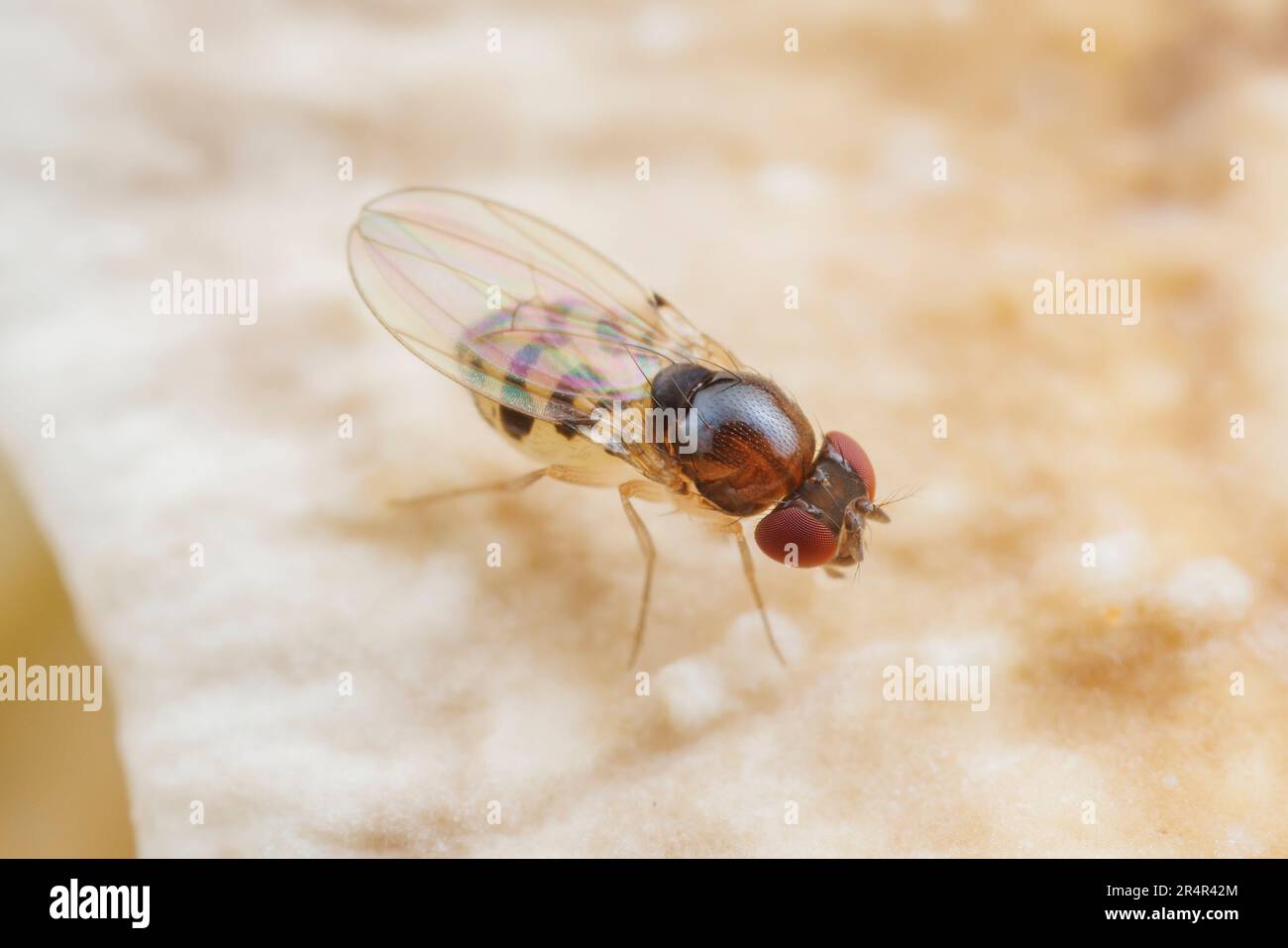 Aceto Fly (Mycodrosophila claytonae) Foto Stock