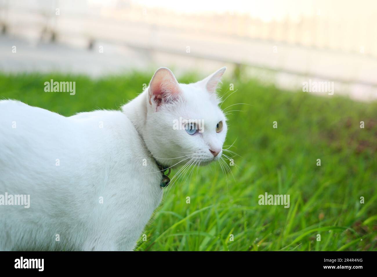 Vicino a Khao Manee Cat hanno 2 colori diamante sugli occhi. Foto Stock