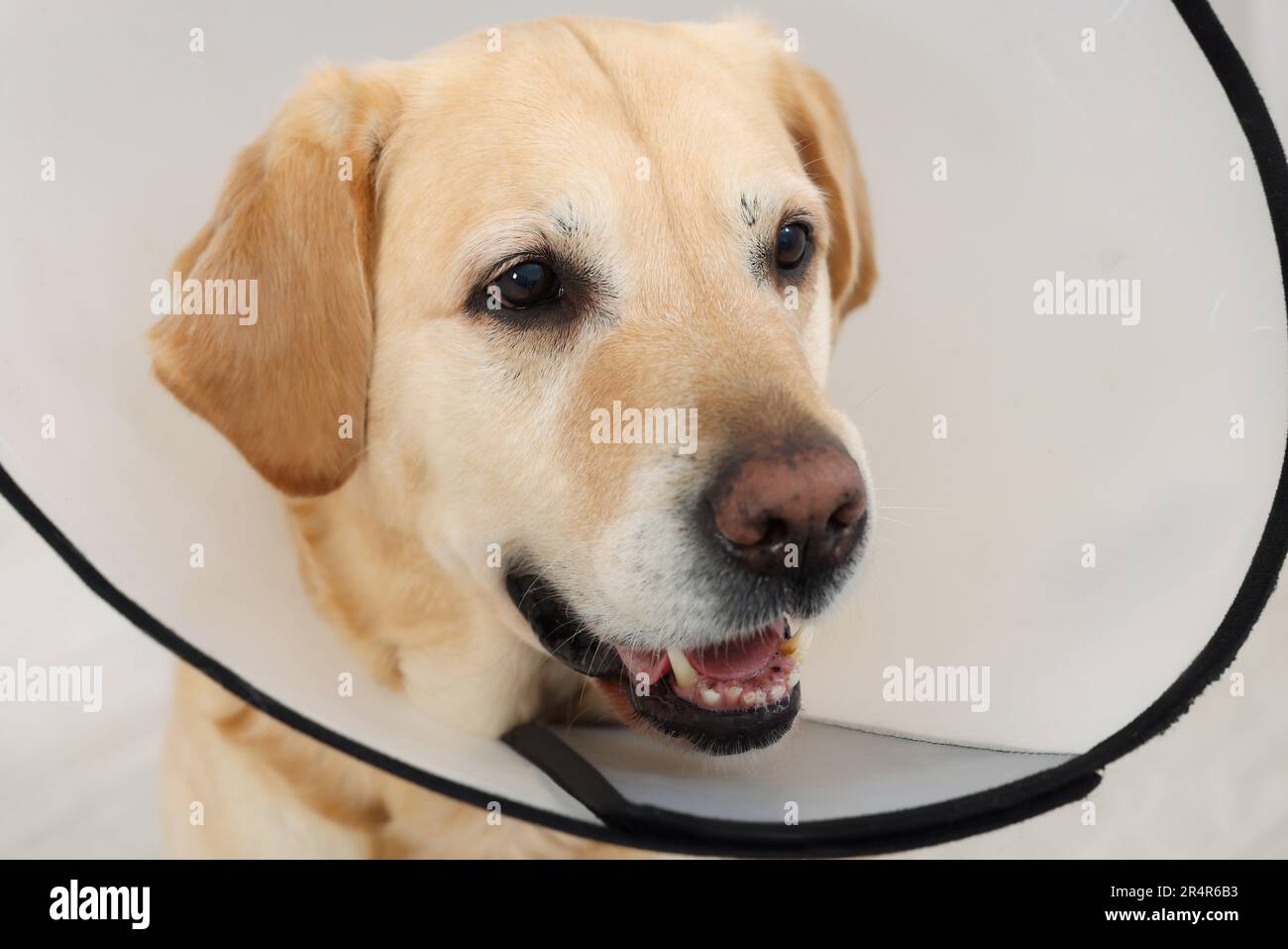 Carino Labrador Retriever con colletto protettivo conico interno Foto Stock