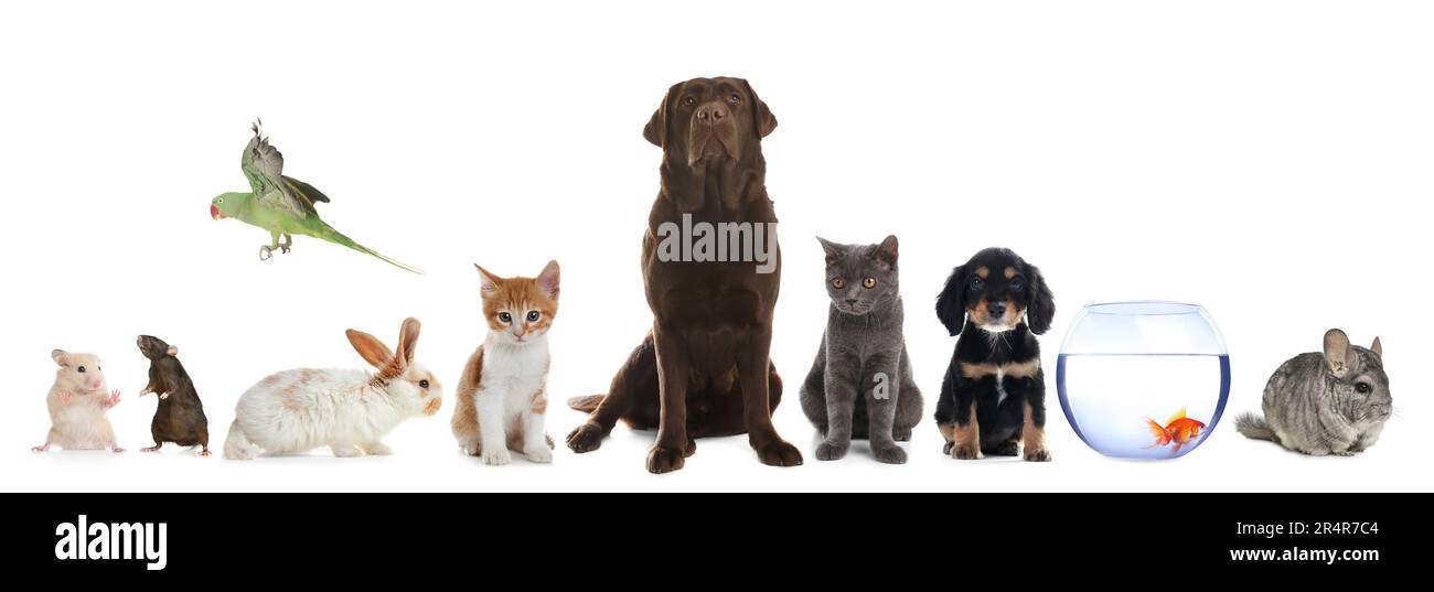 Gruppo di diversi animali domestici su sfondo bianco, collage Foto Stock