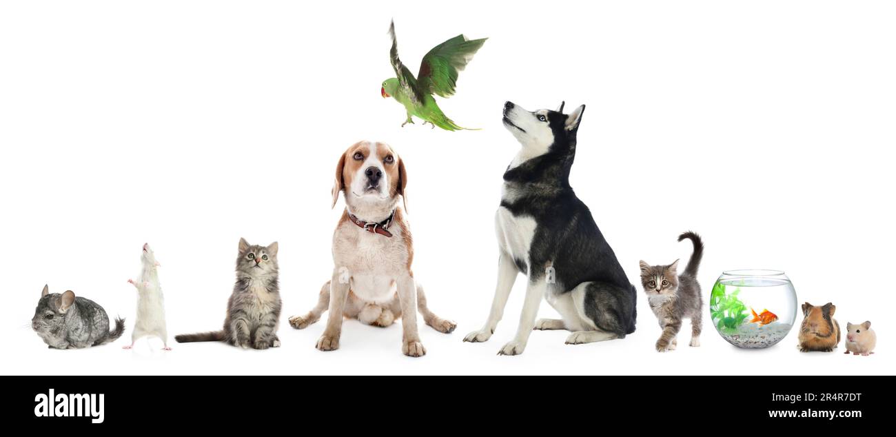 Gruppo di diversi animali domestici su sfondo bianco, collage Foto Stock