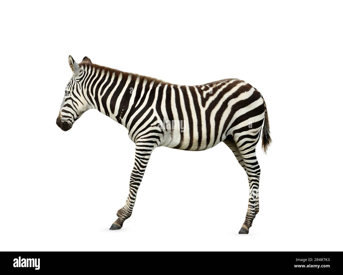 Bella zebra africana a righe su sfondo bianco. Animale selvatico Foto Stock