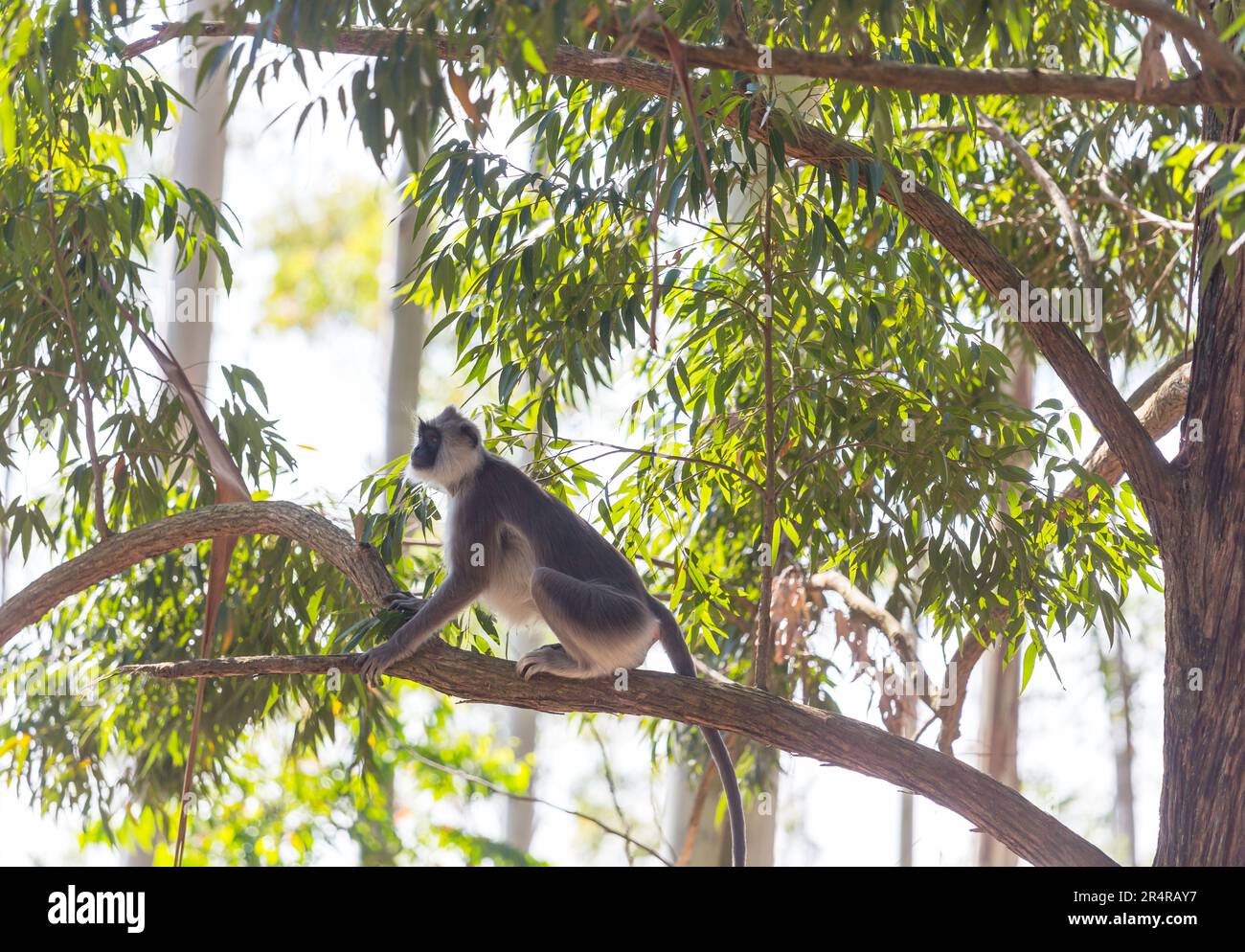 Scimmie che camminano sui fili in Sri Lanka Foto Stock