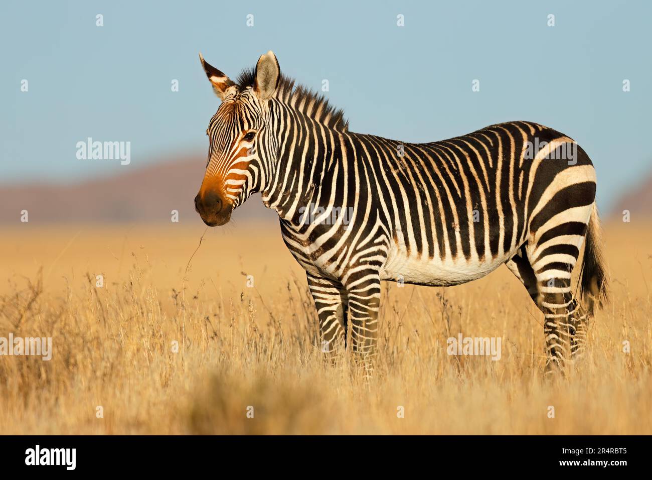 Cape mountain zebra (Equus zebra) in habitat naturale, Mountain Zebra National Park, Sud Africa Foto Stock
