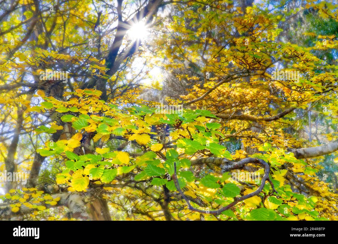 Primo piano delle foglie multicolori di Fagus deciduous Beech Nothofagus gunni al Mount Field National Park, Hobart, Tasmania, Australia Foto Stock