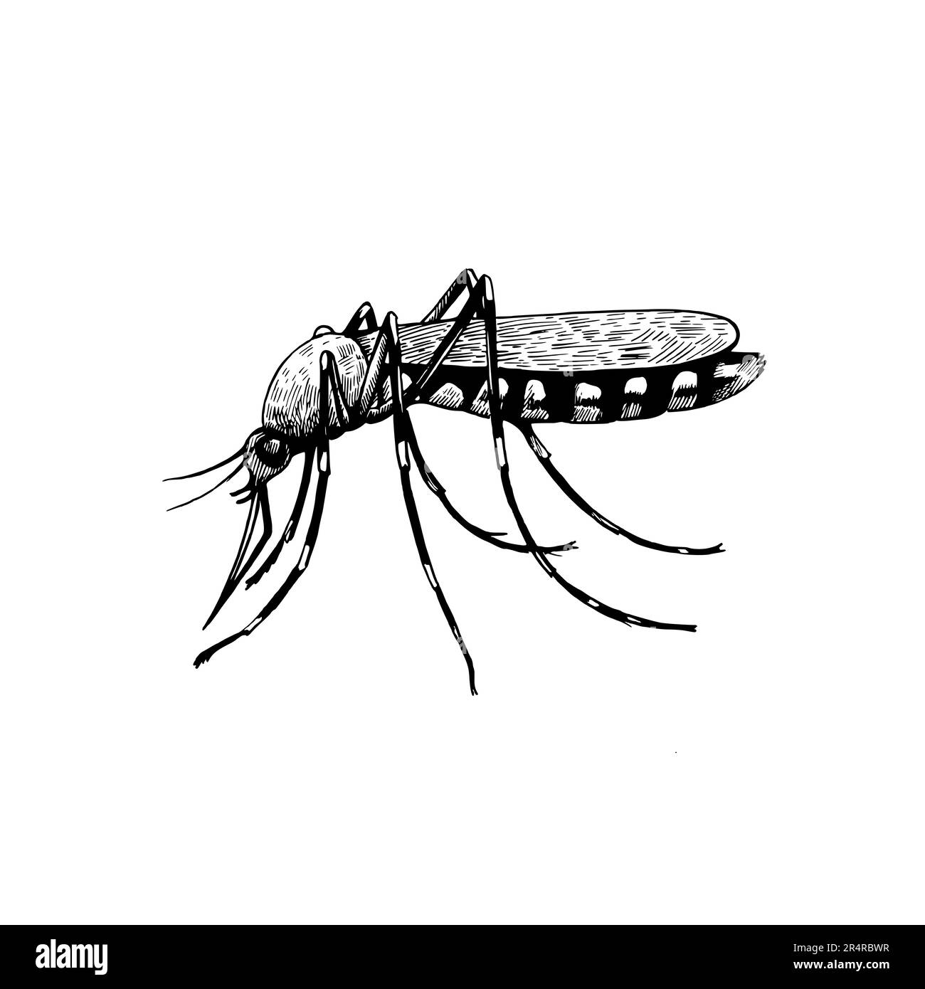 Zanzara isolato su sfondo bianco. Illustrazione in bianco e nero. Disegno dettagliato disegnato a mano in stile incisione. Illustrazione Vettoriale