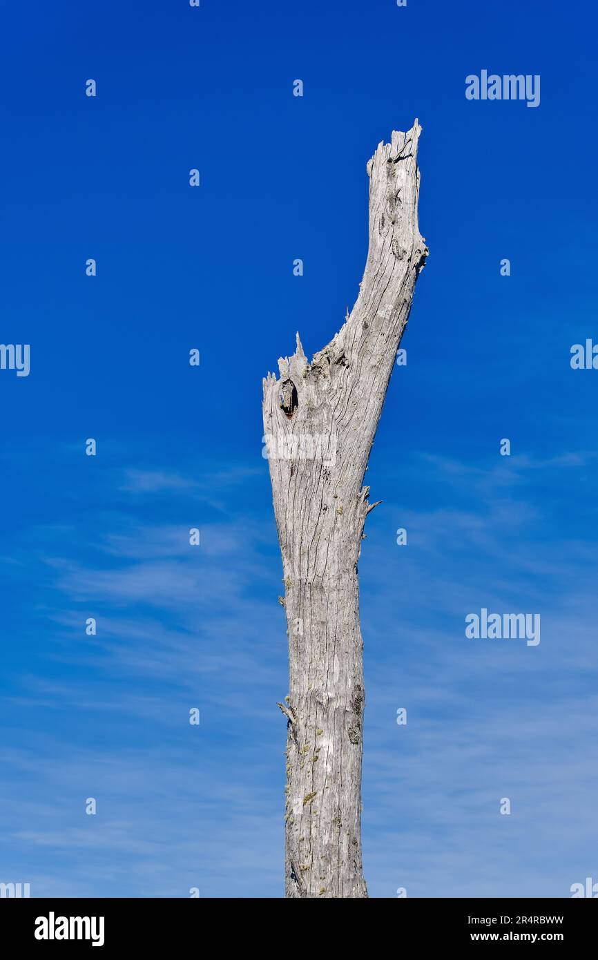 Un vecchio, morto, albero in piedi contro un cielo blu nel Tasman National Park, Tasmania, Australia Foto Stock