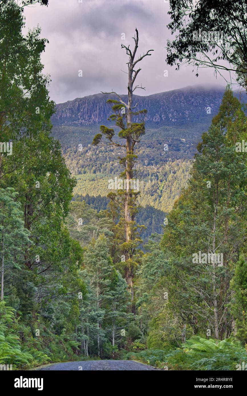 Giganti eucalipti regnans alberi di gomma a Styx Tall Trees Conservation Area, Tasmania, Australia Foto Stock