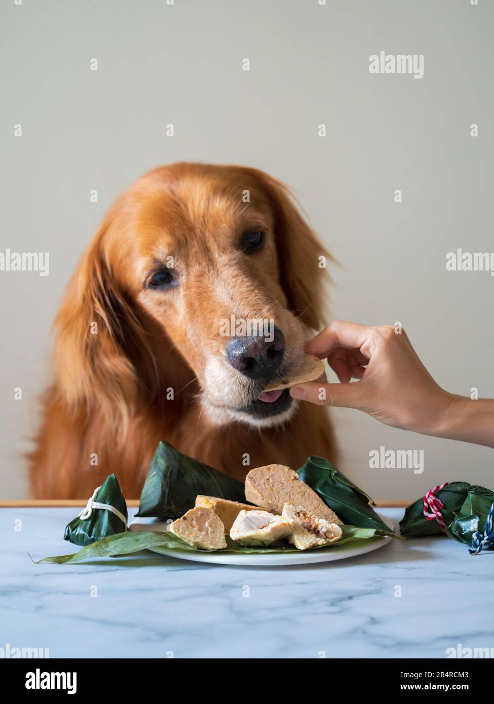 Golden Retriever cane con cibo in mano Foto Stock