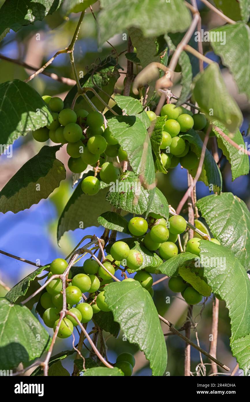Vitis rotundifolia, o muscadina, nel Brazos Bend state Park, Texas Foto Stock