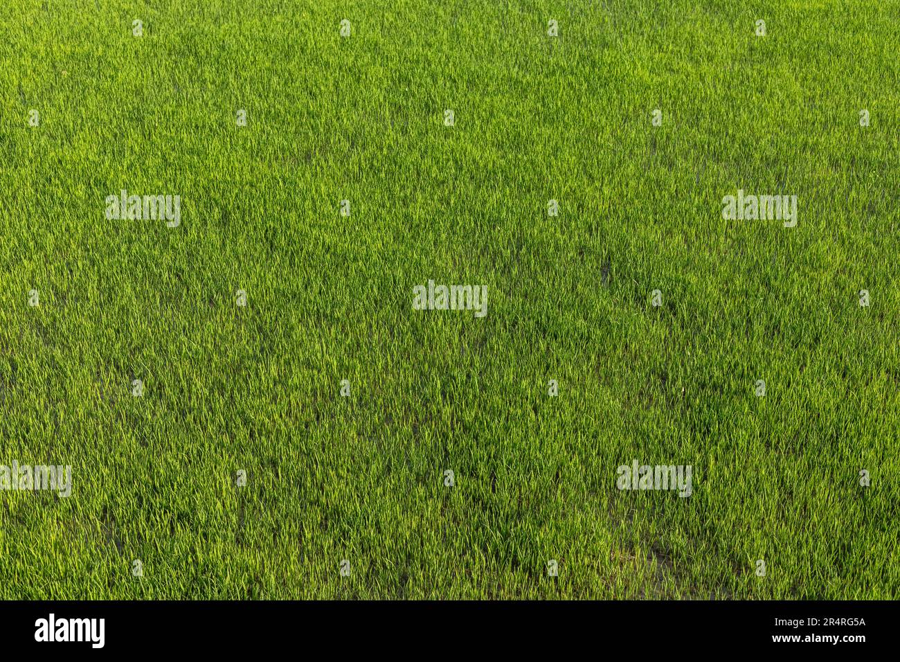 Semina di riso che cresce nella risaia Foto Stock