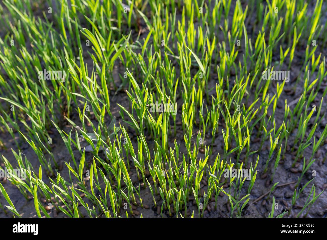 Semina di riso che cresce nella fase iniziale del suo ciclo di vita di crescita Foto Stock