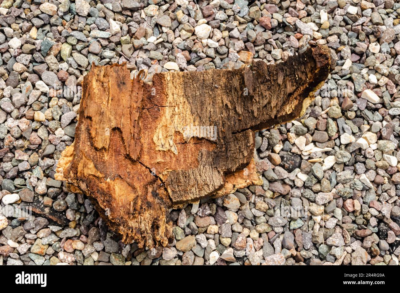 Lebbeck albero Bark Foto Stock