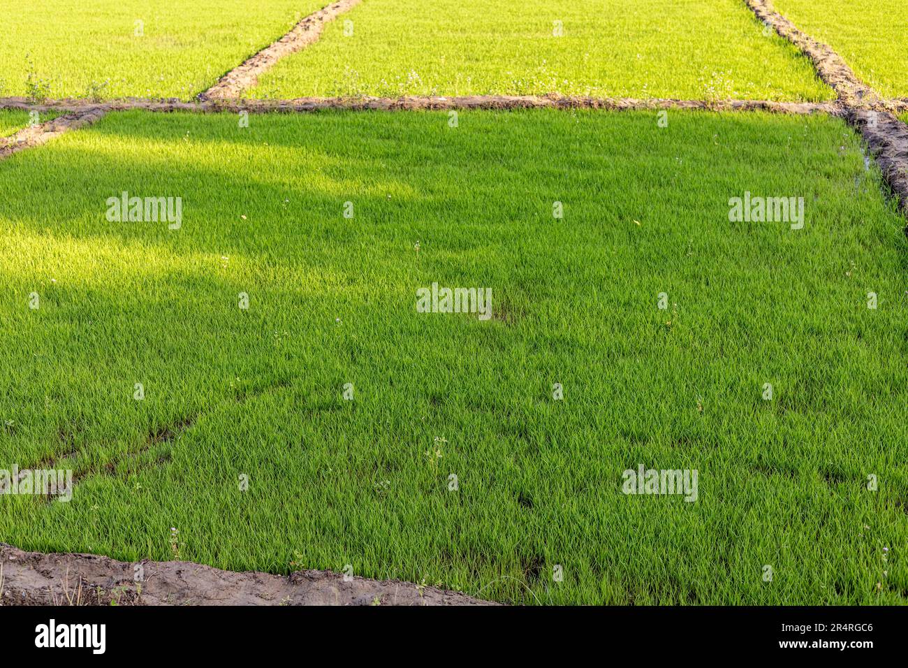 Preparazione di piantine di riso per piantare di raccolto di riso Foto Stock