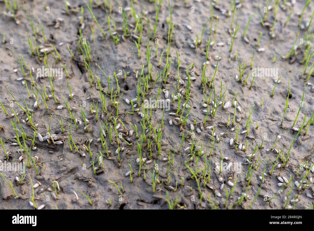 Semi di riso germogliano in risaia campo. Foto Stock