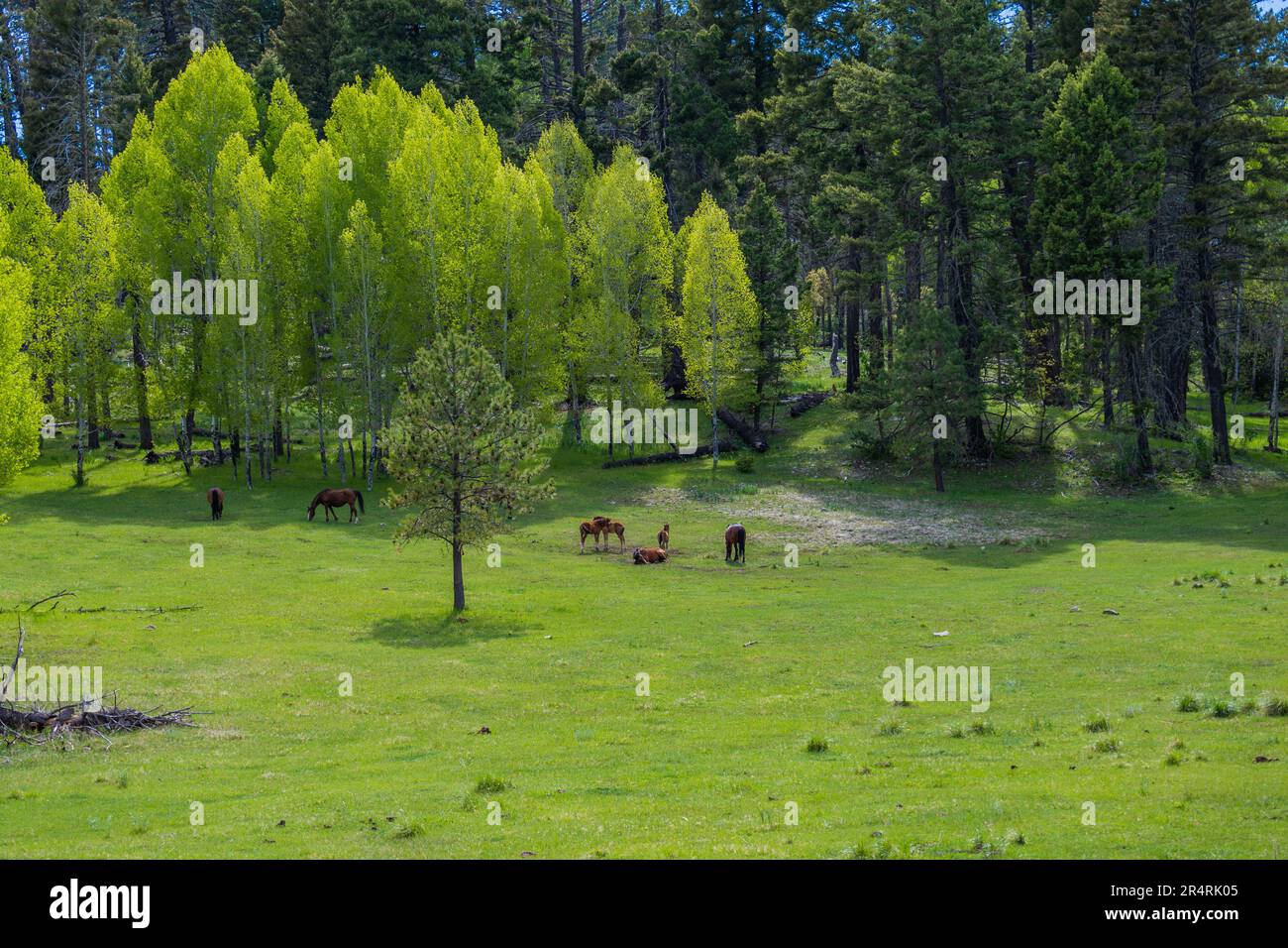 bellissimi cavalli nella foresta nazionale di lincoln Foto Stock