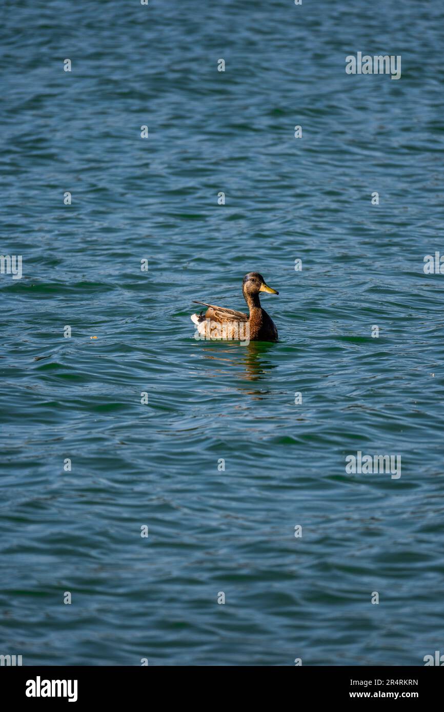 anatra nuotando nel lago mezcalero lincoln national park Foto Stock