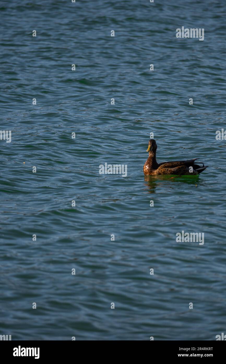 anatra nuotando nel lago mezcalero lincoln national park Foto Stock