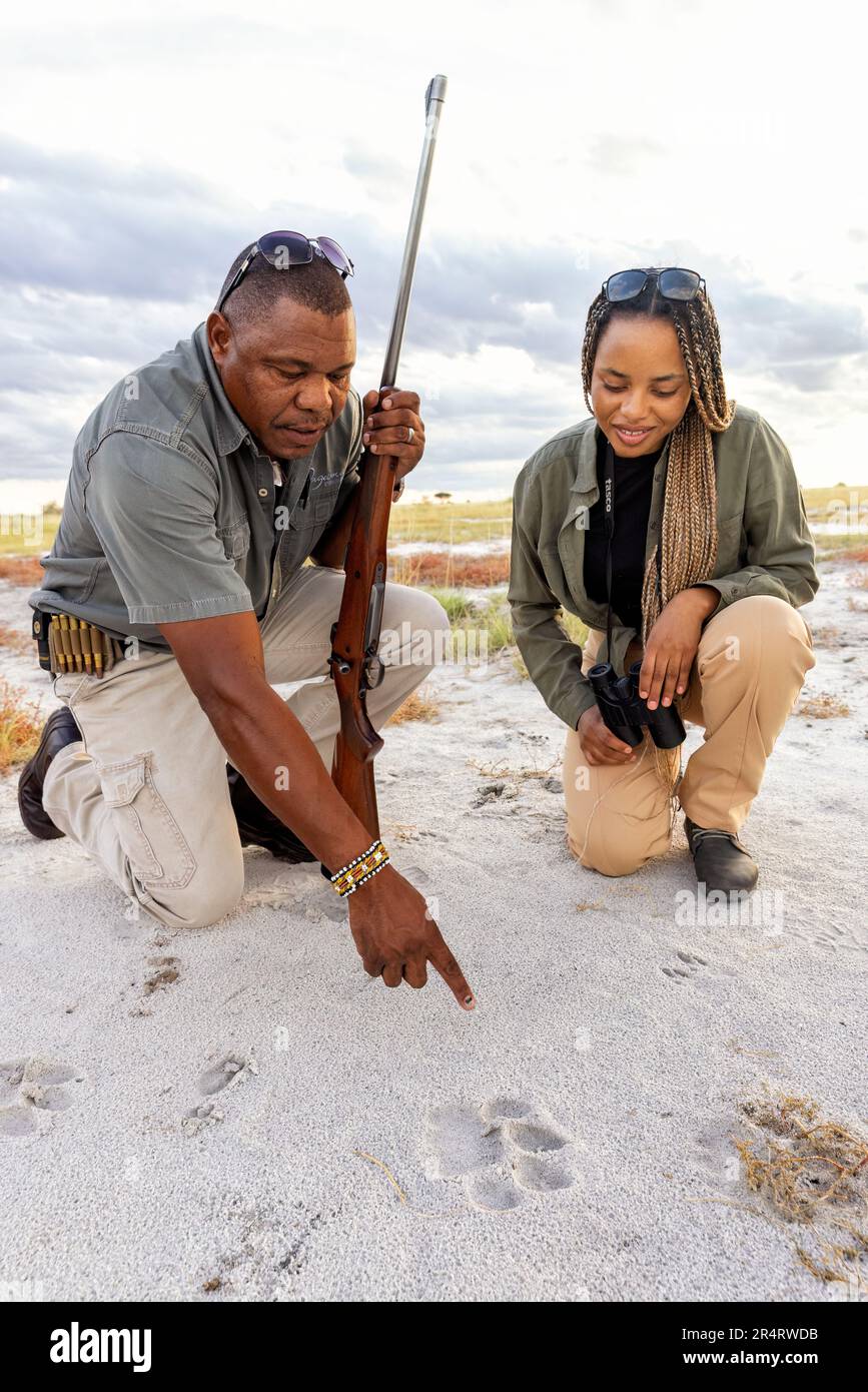 Guardando la grande footprint leone durante una passeggiata interpretativa Bush alla Riserva di gioco di Onguma, Namibia, Africa Foto Stock