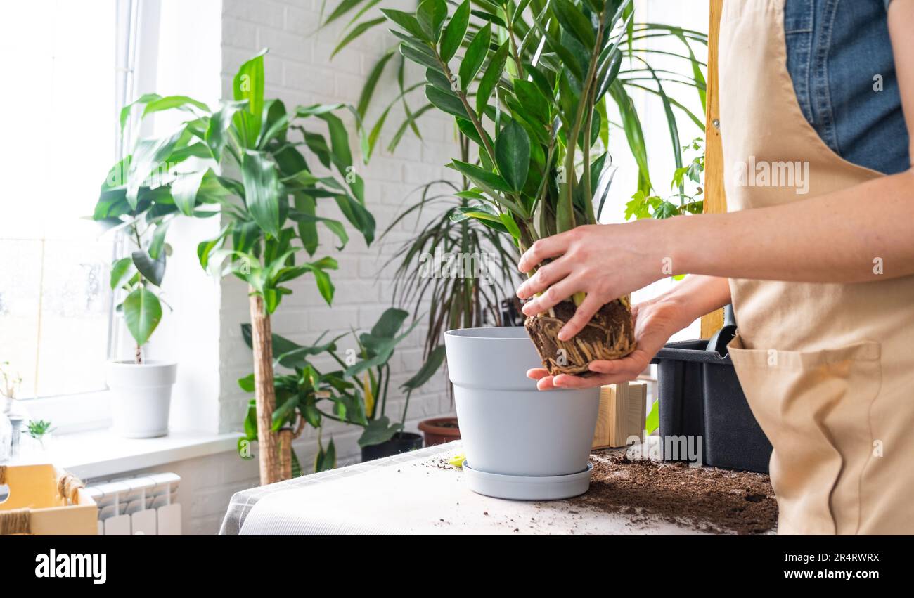 Ridare Zamioculcas succulente di pianta di casa overgrown con un grumo di radici e bulbo in nuova pentola più grande. Cura per la pianta in vaso, mani di donna in aprile Foto Stock