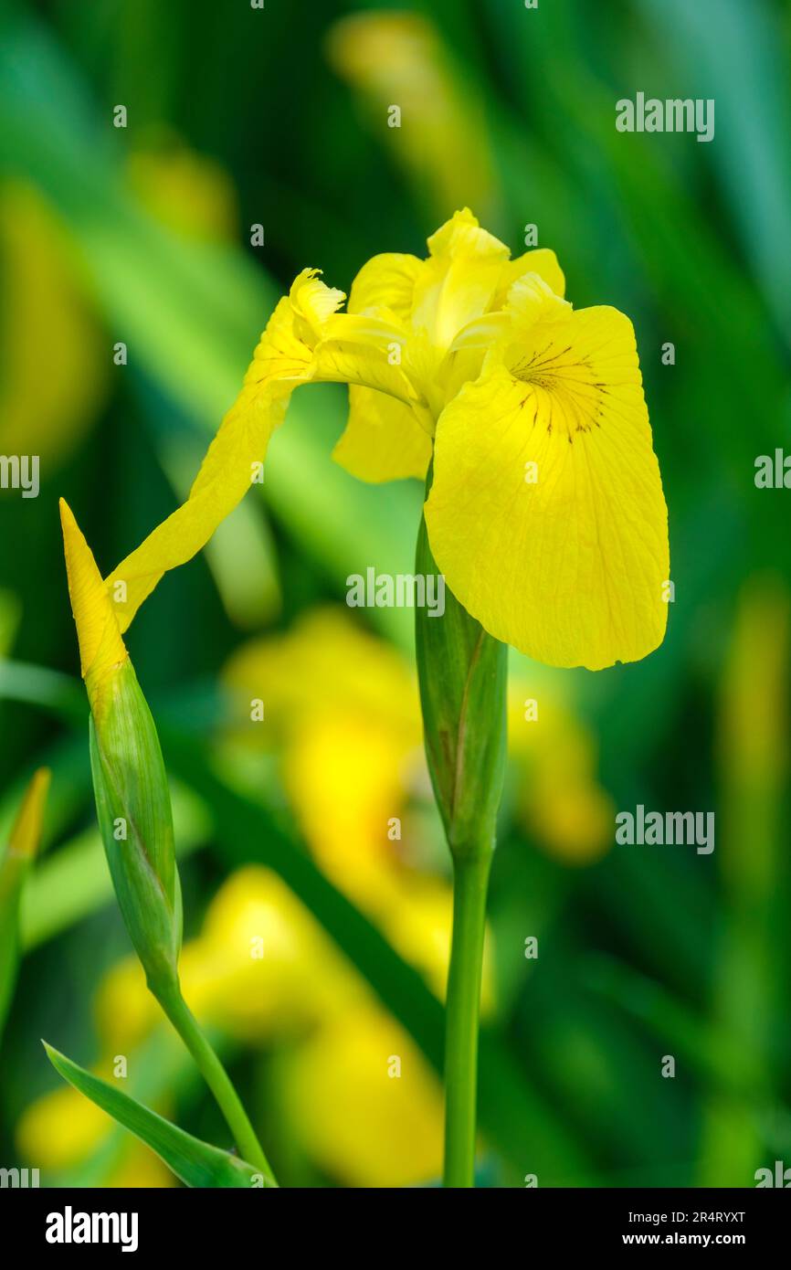 Iris pseudacoro, bandiera gialla, iride gialla, bandiera dell'acqua, iride dell'acqua, Acqua gialla Iris, pianta marginale con fiori gialli Foto Stock