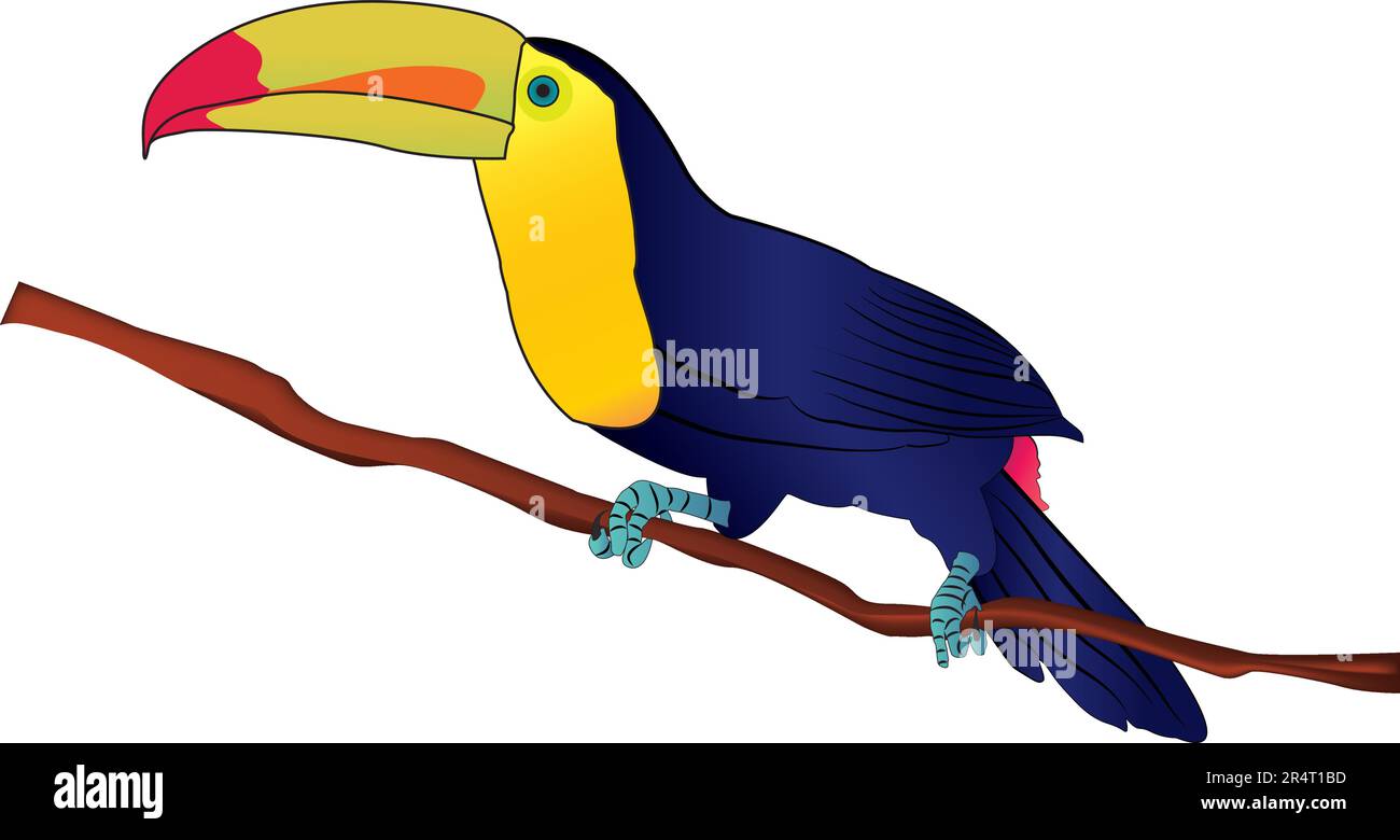 Chiglia fatturata Toucan Bird Illustrazione Vettoriale