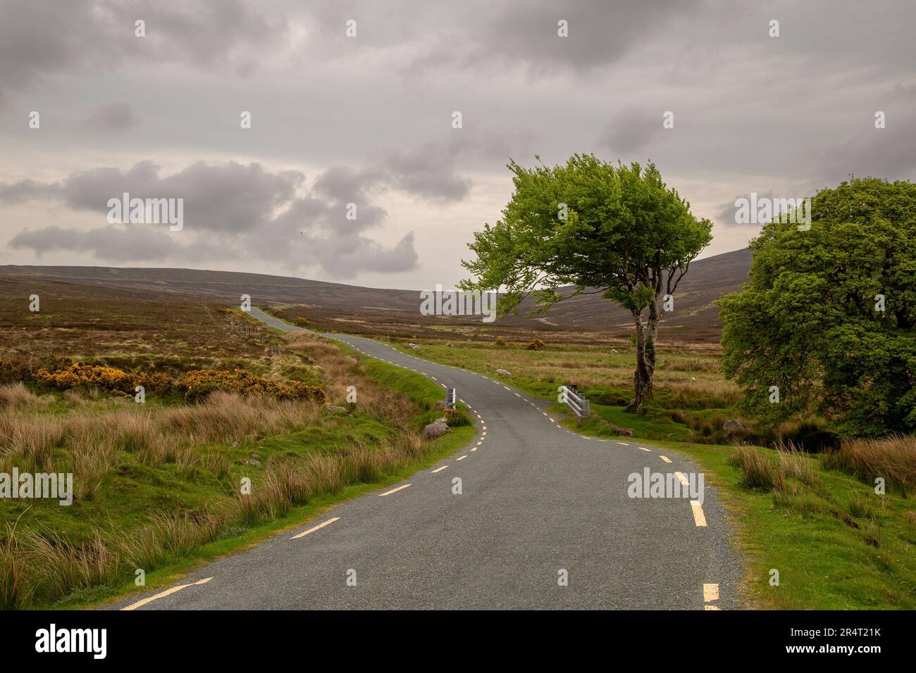 Albero spazzato dal vento vicino a Sally Gap, Wicklow Mountains, Irlanda Foto Stock