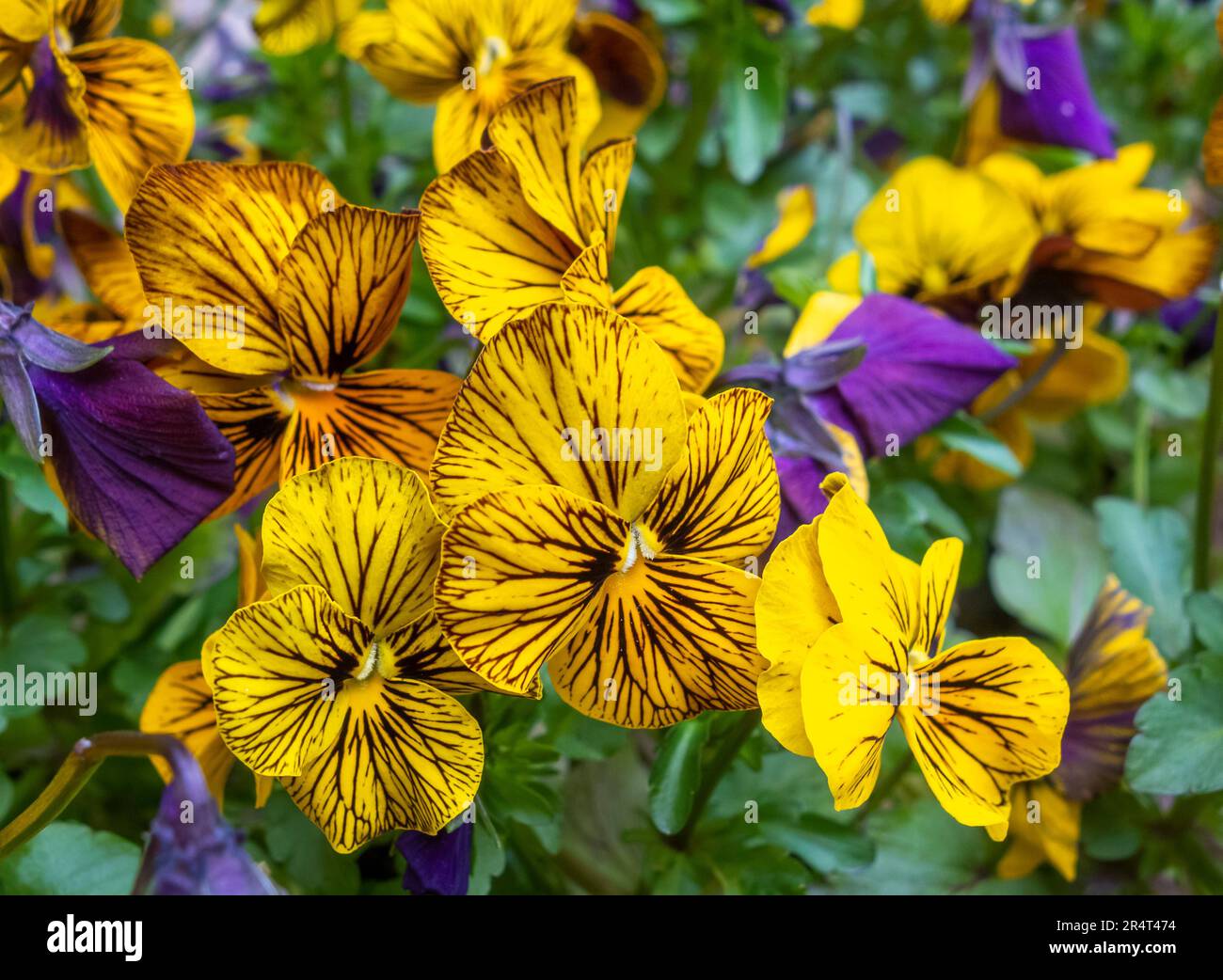 Dettaglio raffigurante fiori di pantera a righe viola e giallo Foto Stock