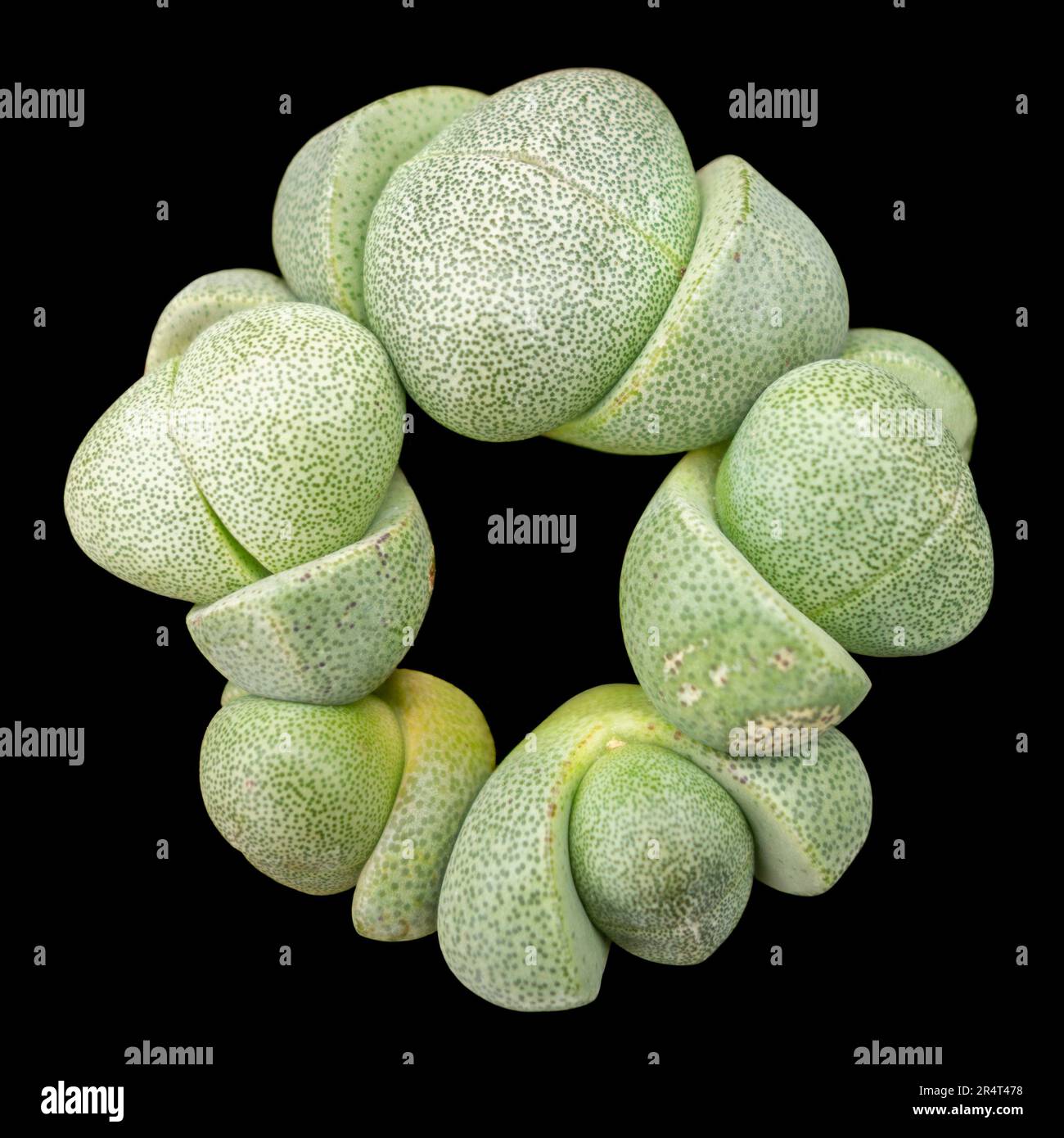 Verde piante di pietra vivente isolato nella parte posteriore nera Foto Stock