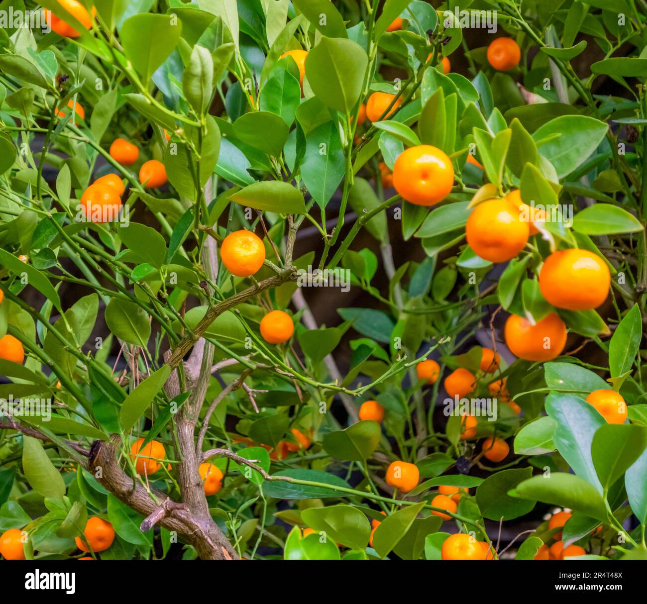 Inquadratura completa di un aranciolo amaro con frutta Foto Stock
