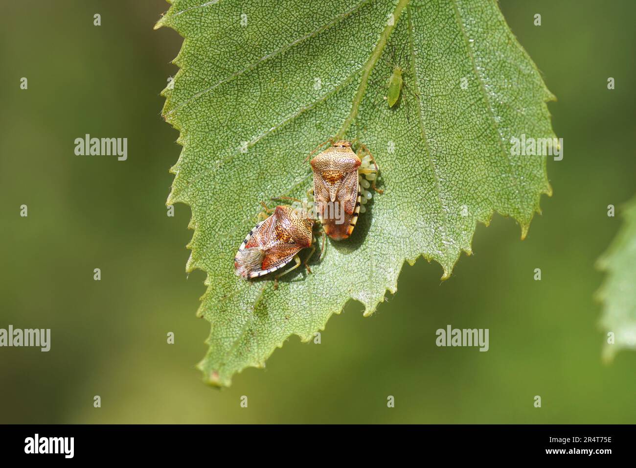 Due insetti adulti (Elasmucha grisea). Cura per uova. Sul lato inferiore di una foglia di betulla. Afide. Famiglia Acantosomatidae Primavera, maggio, Foto Stock