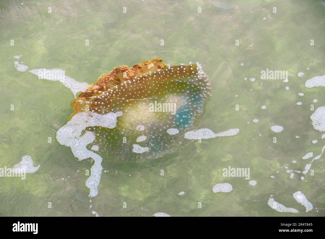 Hainan protezione ambientale Foto Stock