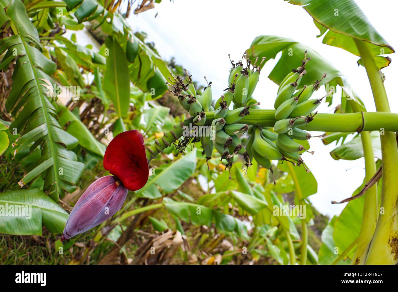 Hainan banana pianta Foto Stock