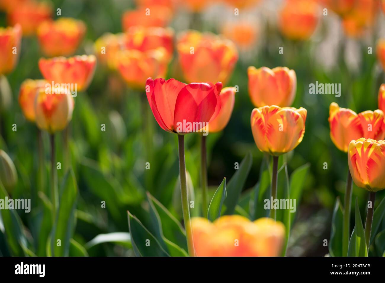 Tulipani arancioni colorati che crescono all'aperto in un campo simbolico se primavera e la nuova stagione Foto Stock
