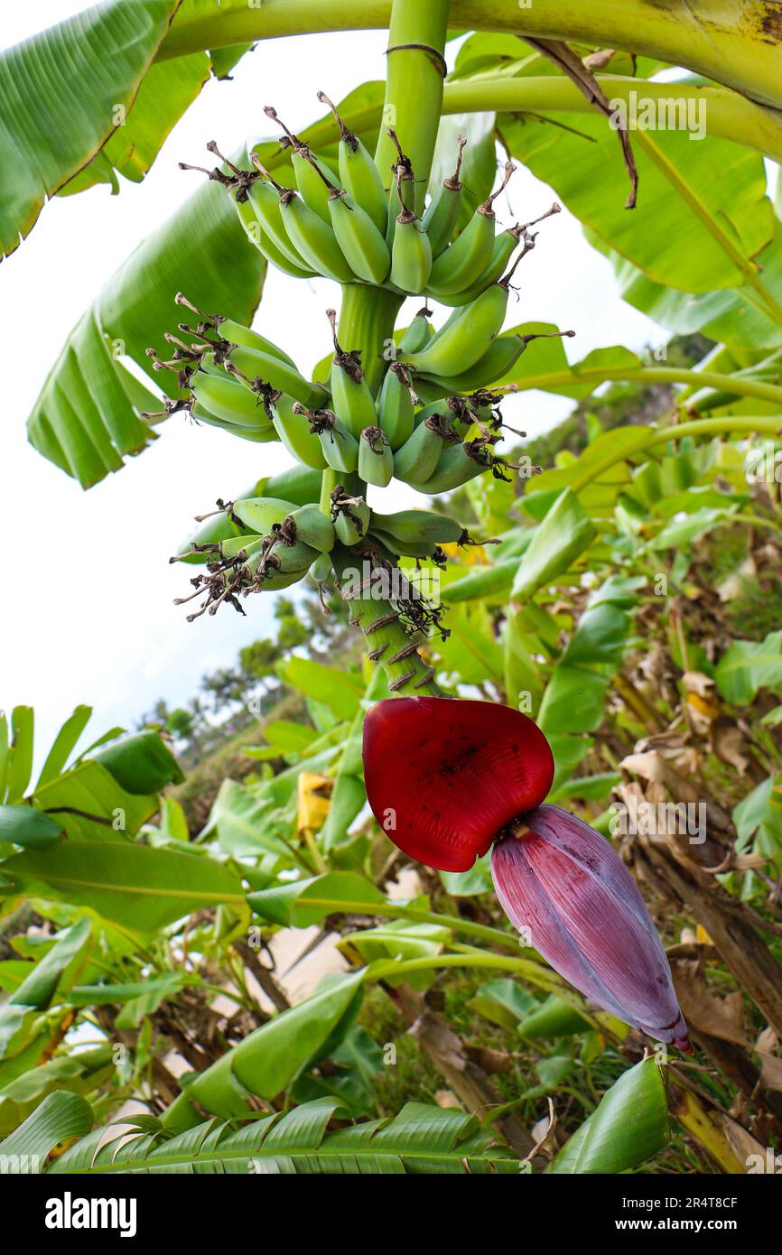 Hainan banana pianta Foto Stock