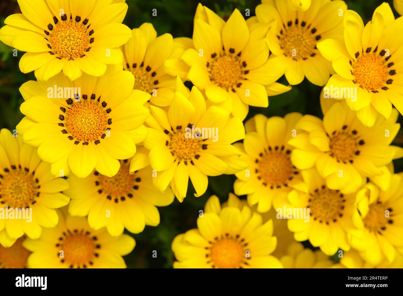 Fiore del tesoro o gazania rigens, testa di fiore composita a margherita costituita da petali gialli luminosi con macchie nere alla base dei leguli. Foto Stock