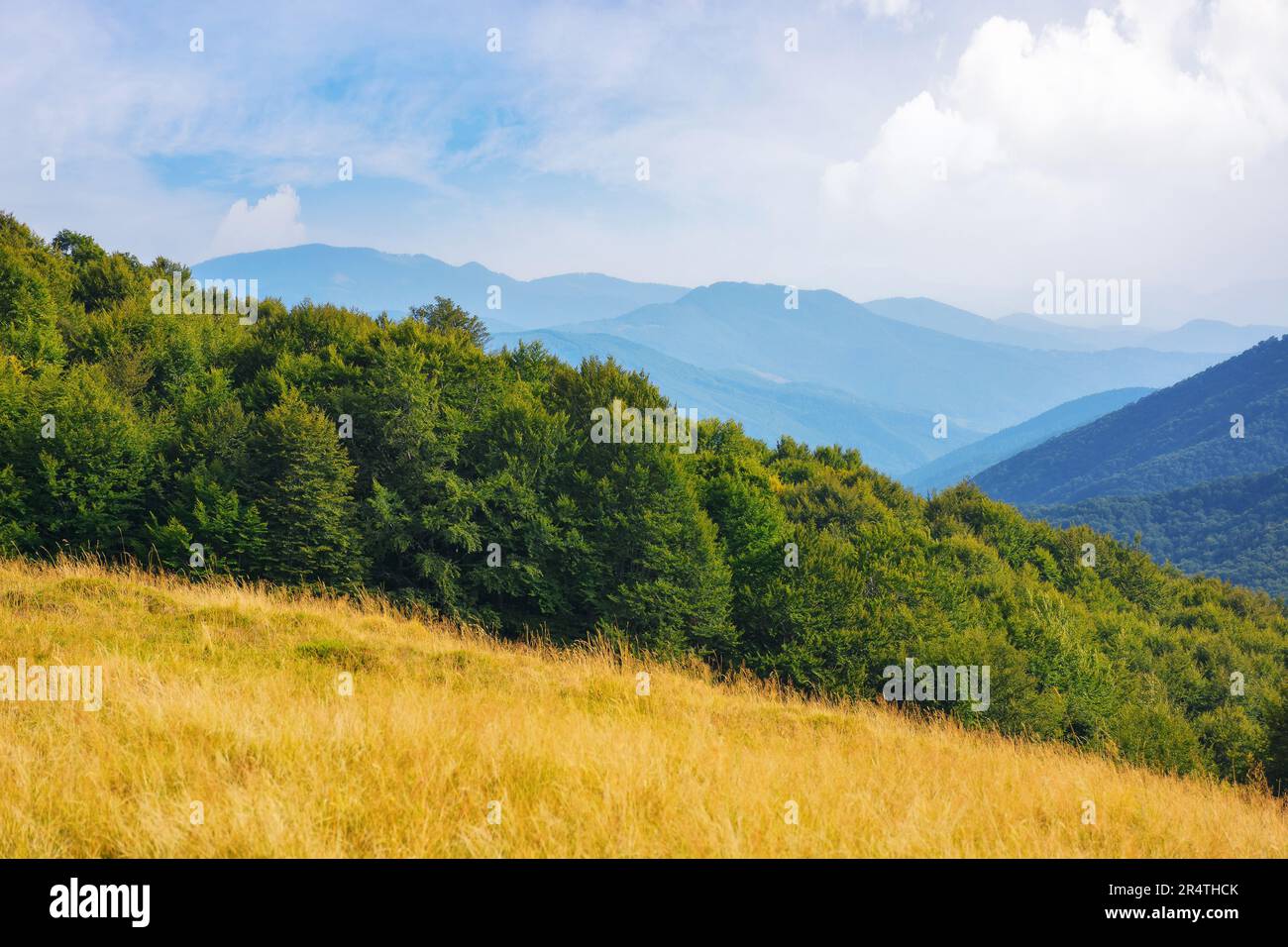 paesaggio boschivo di montagne ucraine in estate. paesaggio di campagna con verdi faggi sulle colline erbose e prati alla luce del pomeriggio. sv Foto Stock