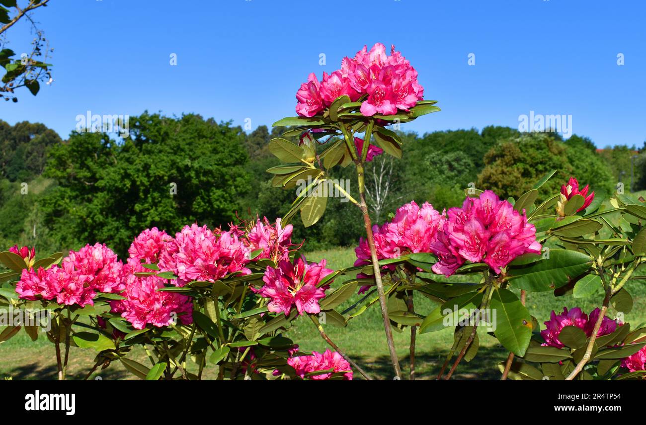 Fiori di Rododendro Marie Fortier, una specie coltivata in giardini per la sua bellezza Foto Stock