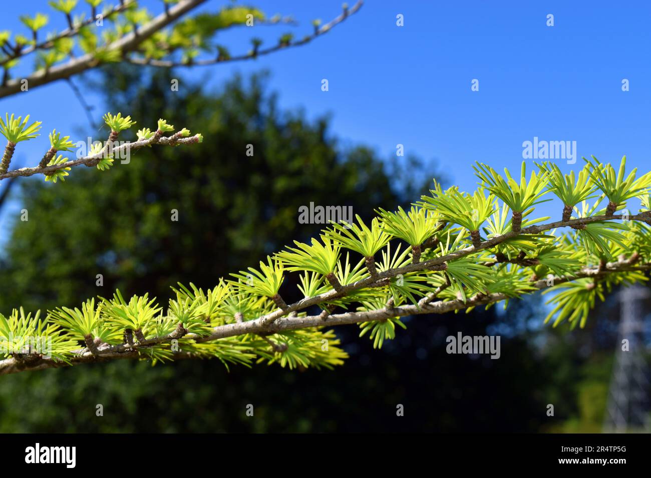 Rami e foglie di Pseudolarix amabilis, una conifere originaria della Cina. Foto Stock