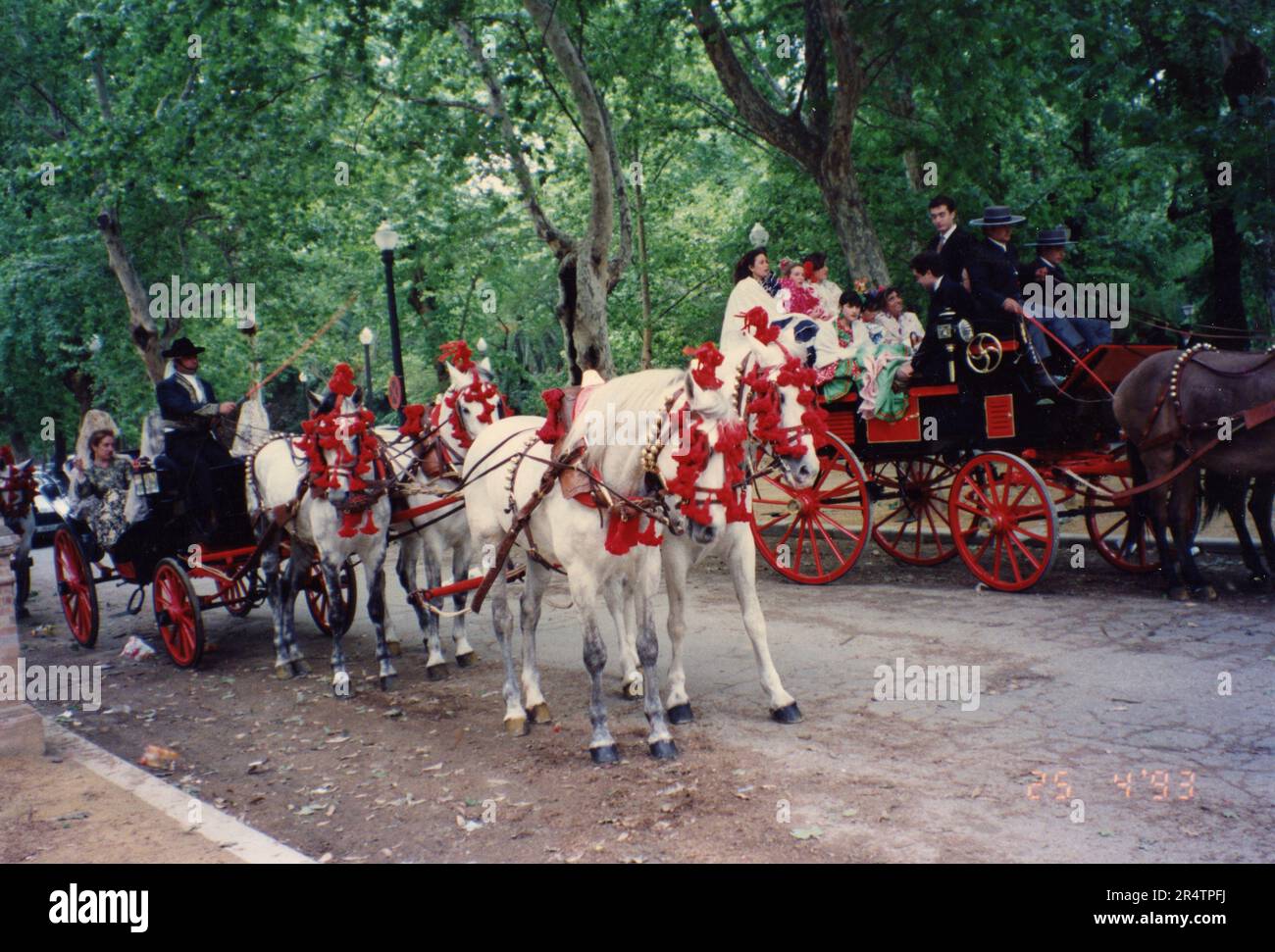 Carrozza a quattro cavalli bianchi, Spagna 1970s Foto Stock