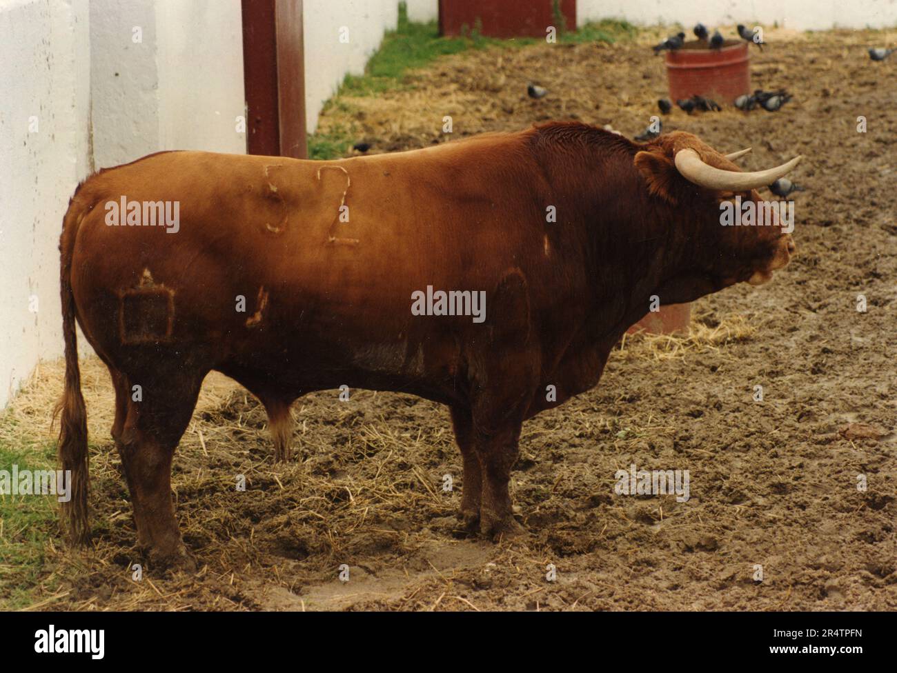 Corrida: Il toro in attesa di una corrida, Spagna 1970s Foto Stock