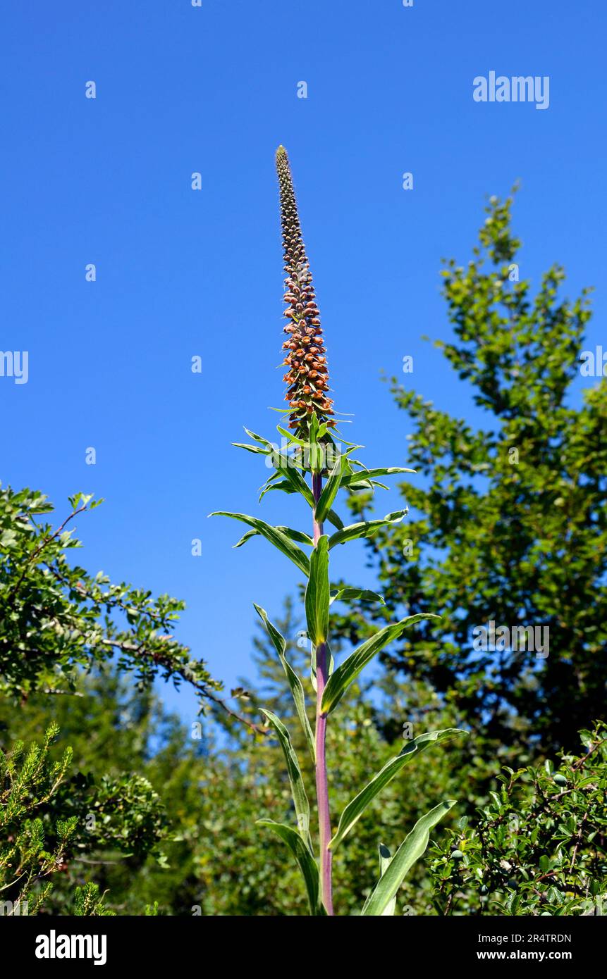 Fiori del guanto di volpe a fiori piccoli (Digitalis parviflora). Si tratta di una pianta tossica endemica nel nord della Spagna. Foto Stock
